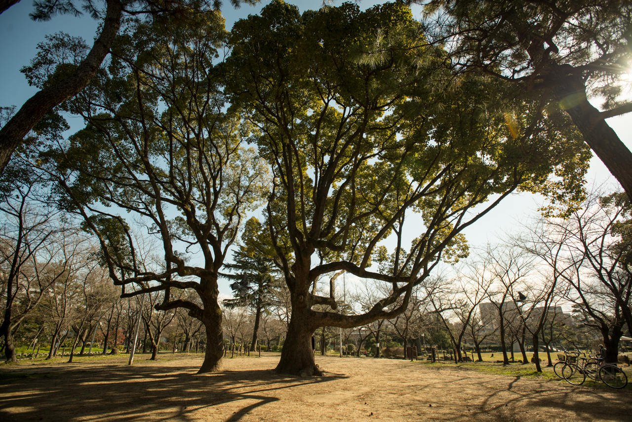 Our favorite tree on a morning in early Spring in Osaka, Japan. Photo: Patrick M. Lydon, cc by-sa